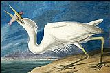 John James Audubon Famous Paintings - Great White Heron